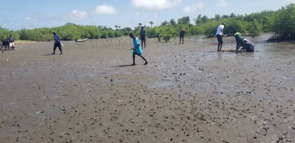 Second mangrove planting strengthens climate resilience in Niafrang, Senegal